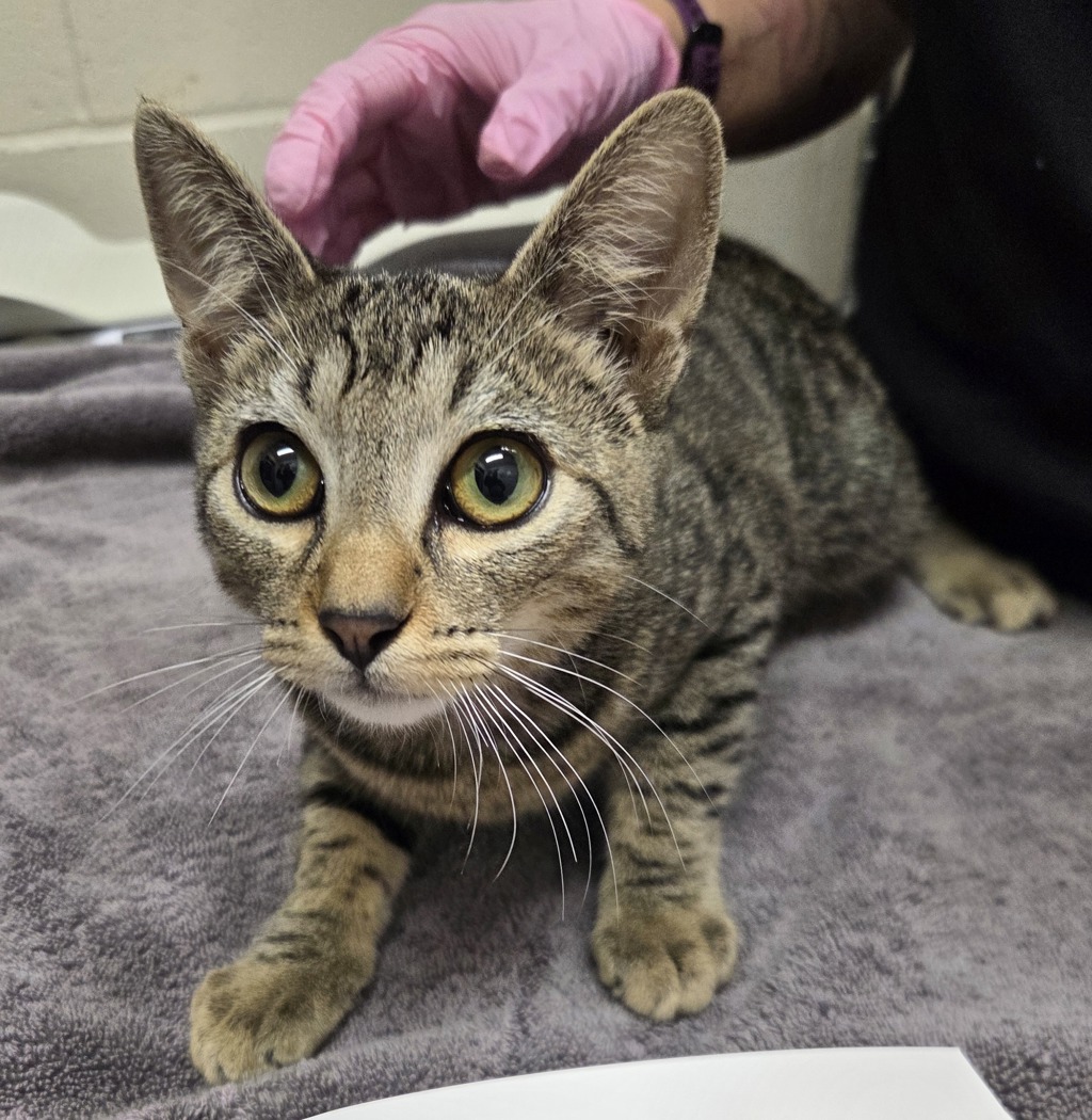 Shelter Stray Male Cat last seen Near S Mollison Avenue, El Cajon, CA, 92020, El Cajon, CA 92020, USA