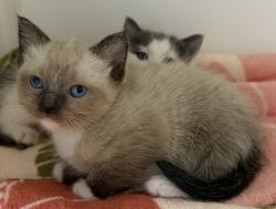 Shelter Stray Female Cat last seen S Francis Street, San Diego, CA, 92113, 5500 Gaines St, San Diego, CA 92110, USA