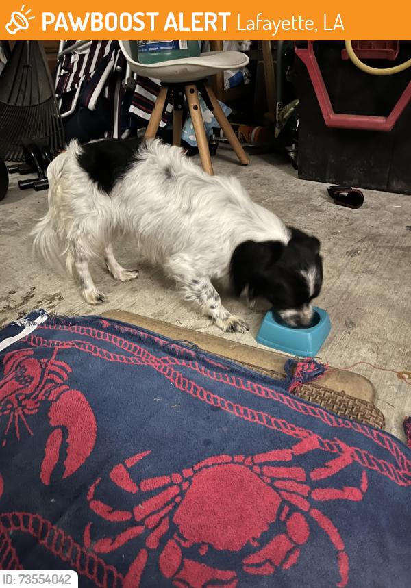 Found/Stray Male Dog last seen Near corner of Dulles and Provost, close to Dollar General on Dulles, Lafayette, LA 70506