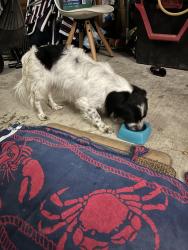 Found/Stray Male Dog last seen Near corner of Dulles and Provost, close to Dollar General on Dulles, Lafayette, LA 70506