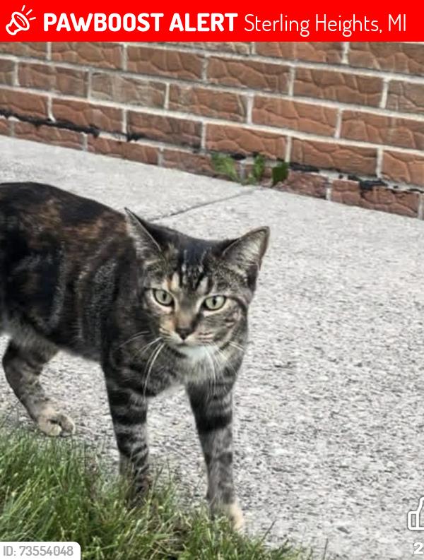 Lost Female Cat last seen Near ryan, Sterling Heights, MI 48310