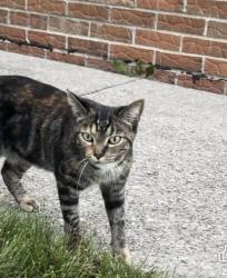 Lost Female Cat last seen Near ryan, Sterling Heights, MI 48310