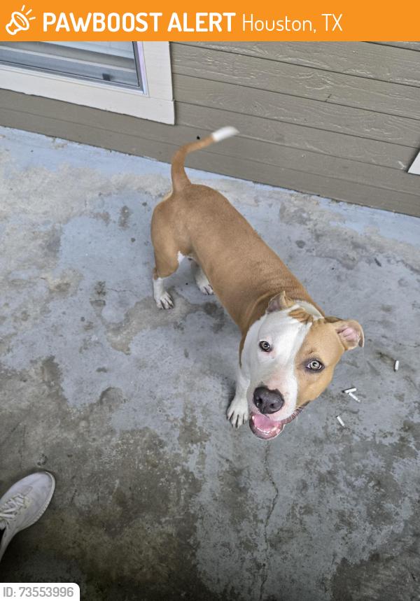 Found/Stray Male Dog last seen Belfort apmts, Houston, TX 77023