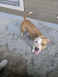 Found/Stray Male Dog last seen Belfort apmts, Houston, TX 77023