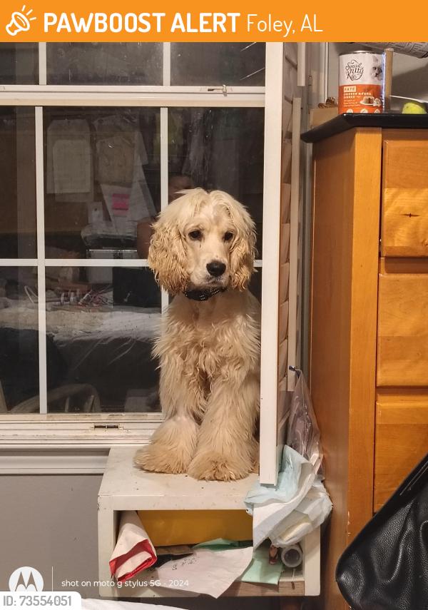 Found/Stray Unknown Dog last seen Near & 59, Foley, AL 36535