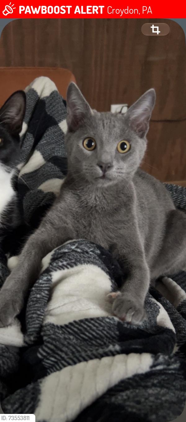 Lost Male Cat last seen Grant Avenue and state road, Croydon, PA 19021