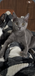 Lost Male Cat last seen Grant Avenue and state road, Croydon, PA 19021