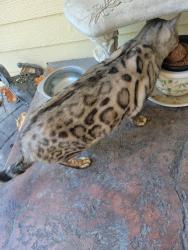 Reunited Male Cat last seen Greenhurst & Midland, Nampa, ID 83686