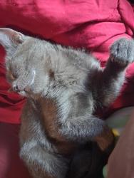 Lost Female Cat last seen Near Louisiana Ave, St. Louis, MO 63111