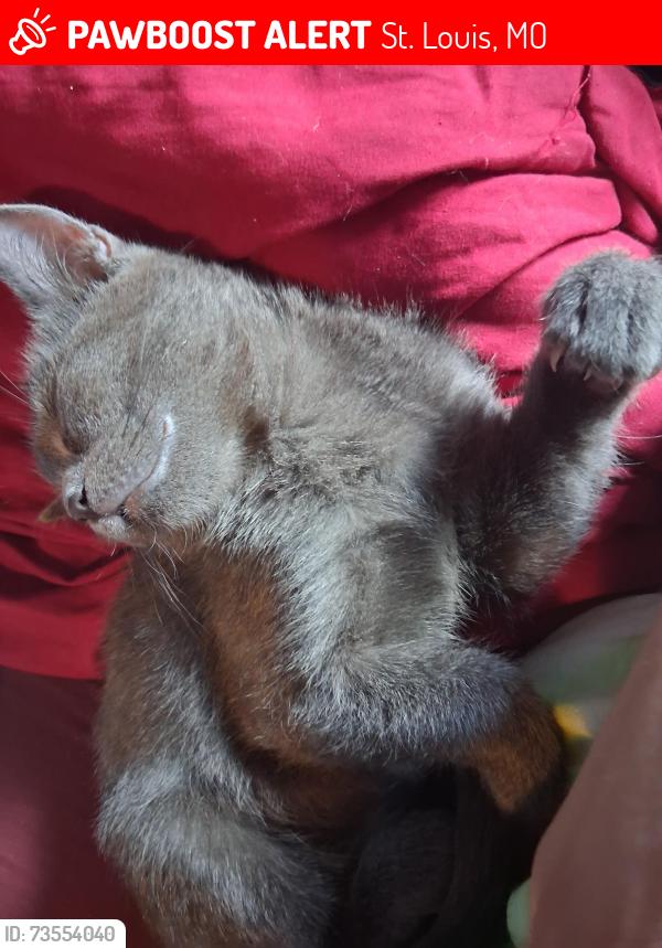 Lost Female Cat last seen Near Louisiana Ave, St. Louis, MO 63111