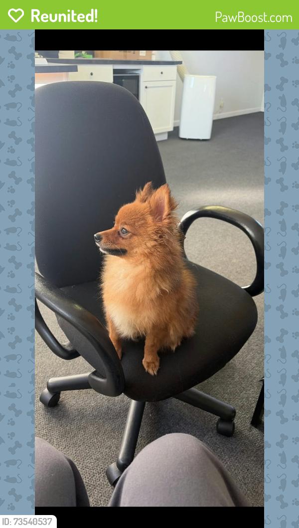Reunited Female Dog last seen Found 9012 Gravois Rd Pasta hse in Affton, Affton, MO 63123