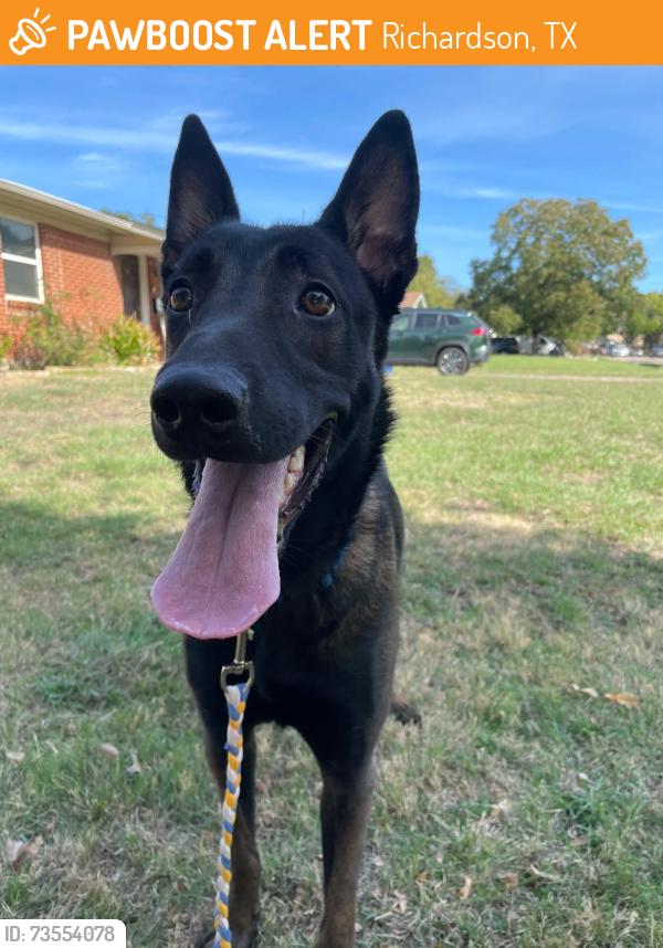 Found/Stray Female Dog last seen Belt line rd & coit rd, Richardson, TX 75080