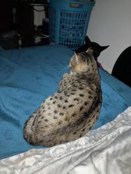 Lost Male Cat last seen Teague’s market, liberty/snow camp area, Liberty, NC 27298