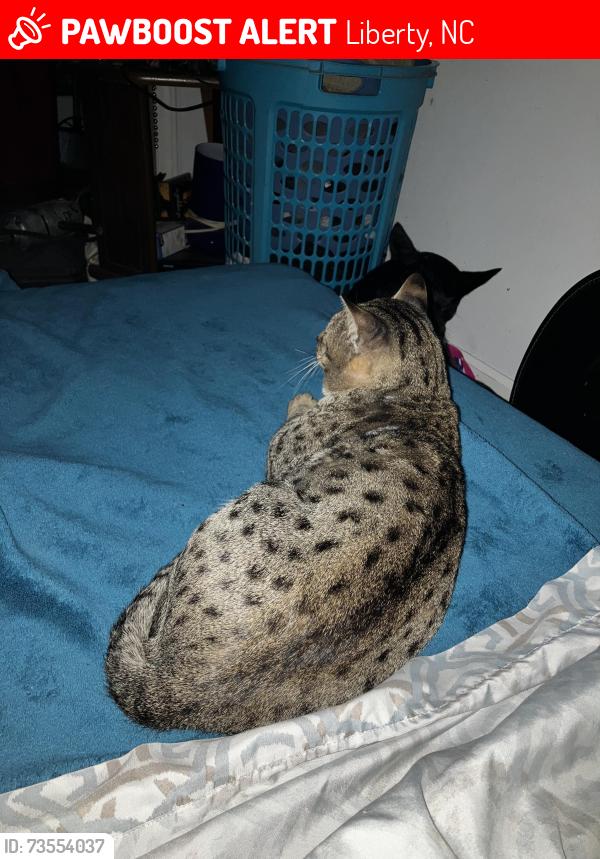 Lost Male Cat last seen Teague’s market, liberty/snow camp area, Liberty, NC 27298