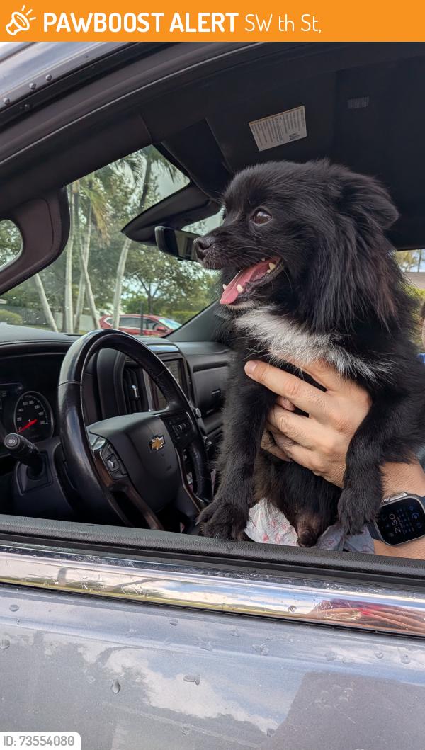 Found/Stray Male Dog last seen SW 184th ST Cutler Bay, FL, SW 184th St,  33177