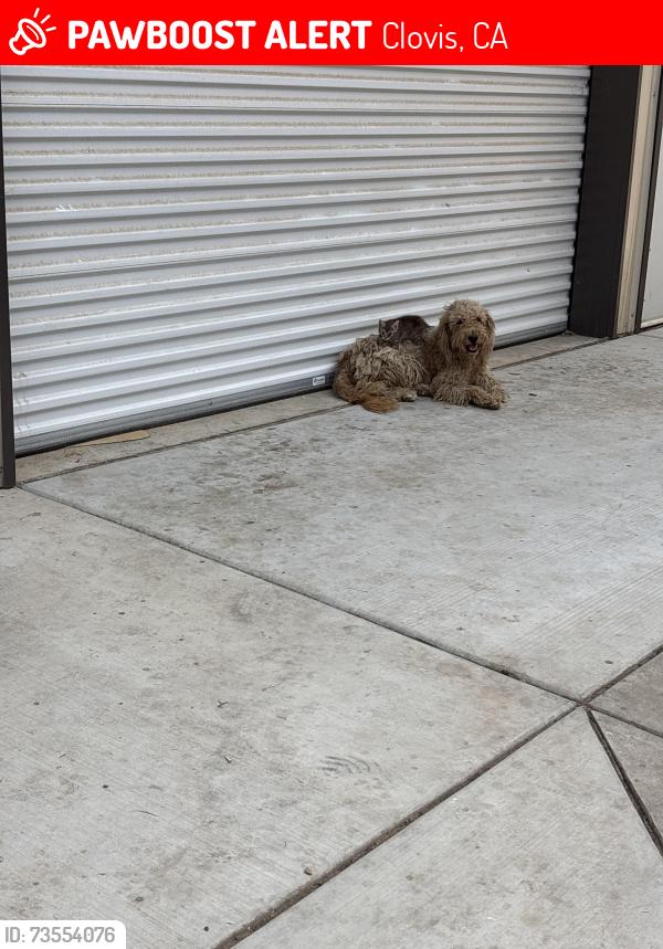 Lost Female Dog last seen Sierra and Del Rey, Clovis, CA 93619