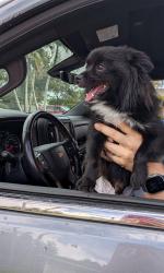 Found/Stray Male Dog last seen SW 184th ST Cutler Bay, FL, SW 184th St,  33177