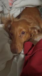 Reunited Female Dog last seen South Grove Street Eustis FL, Eustis, FL 32726