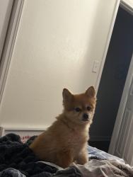 Reunited Female Dog last seen Near Winchester Avenue, Grandview, MO 64030