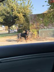 Found/Stray Male Cat last seen Cameron, Visalia, CA 93277