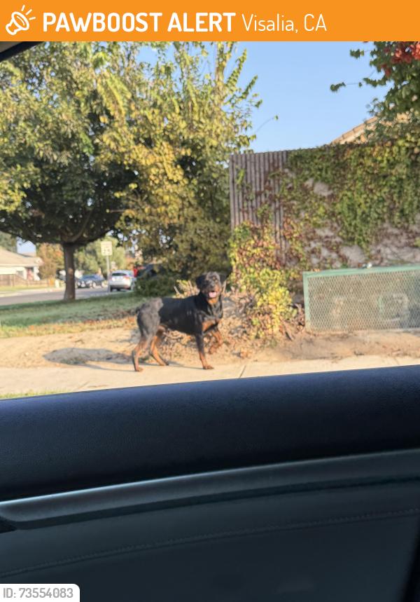 Found/Stray Male Cat last seen Cameron, Visalia, CA 93277