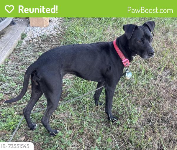 Reunited Female Dog last seen 351st and Stateline, Louisburg, KS 66053