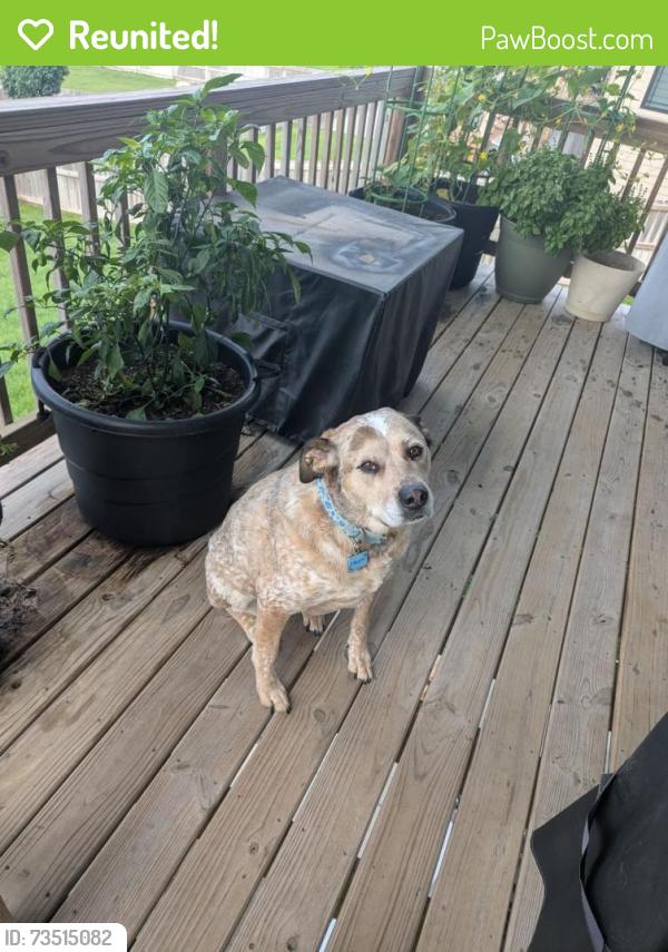 Reunited Female Dog last seen 48th and Sheridan, Papillion, NE 68133