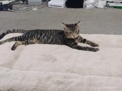 Lost Male Cat last seen Sherman Park, Ashland Avenue and W Garfield Blv, Chicago, IL 60609