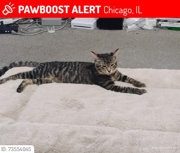 Lost Male Cat last seen Sherman Park, Ashland Avenue and W Garfield Blv, Chicago, IL 60609