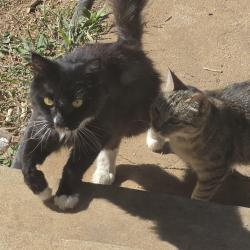 Reunited Unknown Cat last seen Fairview Ave and greenway, Murfreesboro, TN 37132