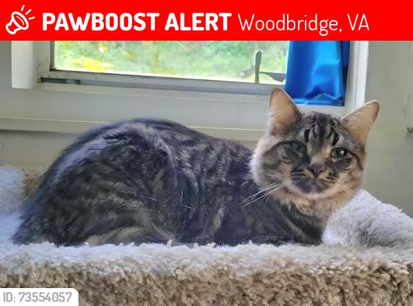 Lost Male Cat last seen Aiden Drive and Colchester Road, Woodbridge, VA 22191