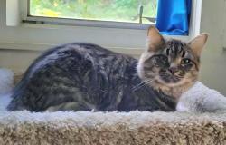 Lost Male Cat last seen Aiden Drive and Colchester Road, Woodbridge, VA 22191