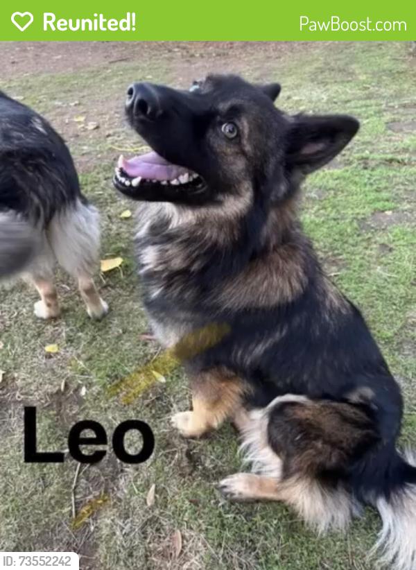 Reunited Male Dog last seen Armstrong & International in Clovis, Clovis, CA 93619