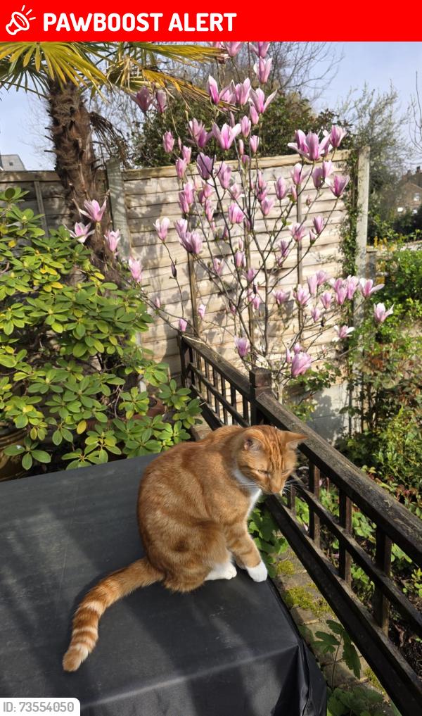 Lost Male Cat last seen SW19 7hn, Greater London, England SW19 7HN