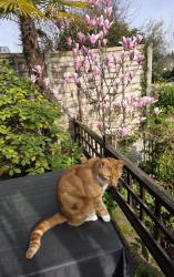 Lost Male Cat last seen SW19 7hn, Greater London, England SW19 7HN