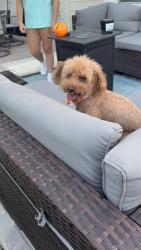 Reunited Male Dog last seen Barker Bayou Ct and Cypress Point Dr., Cypress, TX 77429