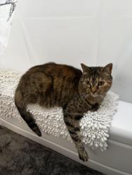 Lost Female Cat last seen Dermond Avenue, Havertown, PA 19083
