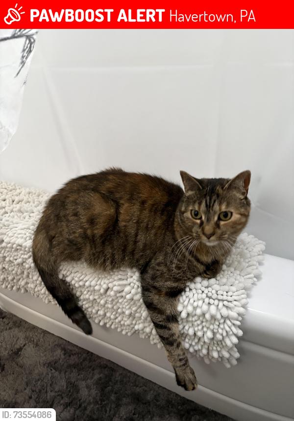 Lost Female Cat last seen Dermond Avenue, Havertown, PA 19083