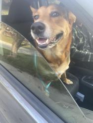 Found/Stray Male Dog last seen Near highway and River, Independence, MO 64050