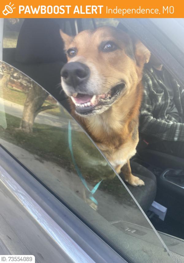 Found/Stray Male Dog last seen Near highway and River, Independence, MO 64050