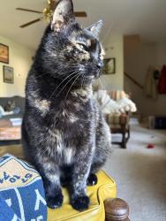 Lost Female Cat last seen Ebert rd, Winston-Salem, NC 27127