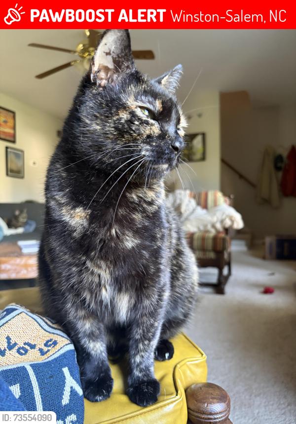 Lost Female Cat last seen Ebert rd, Winston-Salem, NC 27127
