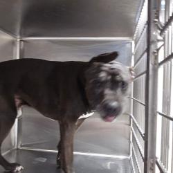 Shelter Stray Male Dog last seen , 980 Guilford College Rd, Greensboro, NC 27409, USA