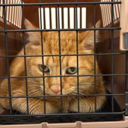 Shelter Stray Male Cat last seen , Animal Care & Control Team of Philly, 111 W Hunting Park Ave, Philadelphia, PA 19140, USA