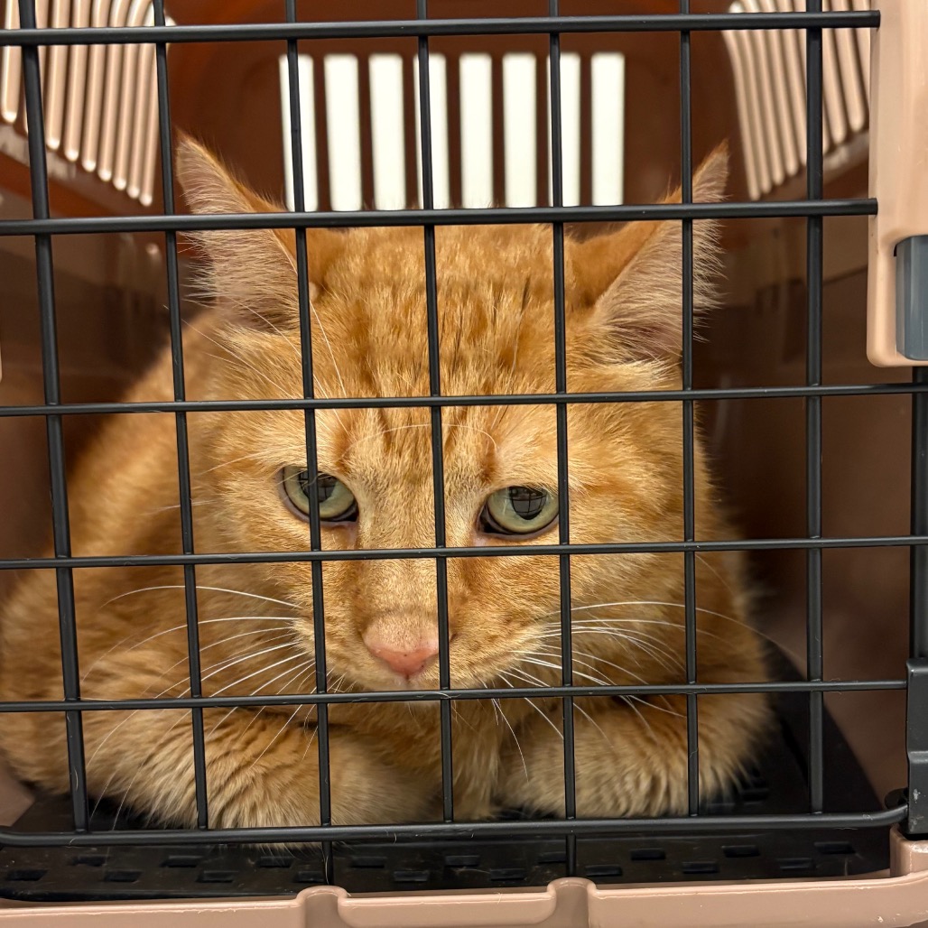 Shelter Stray Male Cat last seen , Animal Care & Control Team of Philly, 111 W Hunting Park Ave, Philadelphia, PA 19140, USA