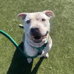 Shelter Stray Male Dog last seen , Animal Care & Control Team of Philly, 111 W Hunting Park Ave, Philadelphia, PA 19140, USA