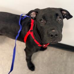 Shelter Stray Male Dog last seen , Animal Care & Control Team of Philly, 111 W Hunting Park Ave, Philadelphia, PA 19140, USA