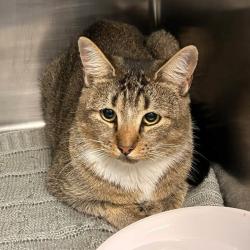 Shelter Stray Unknown Cat last seen , 1244 N Delsea Dr, Vineland, NJ 08360, USA