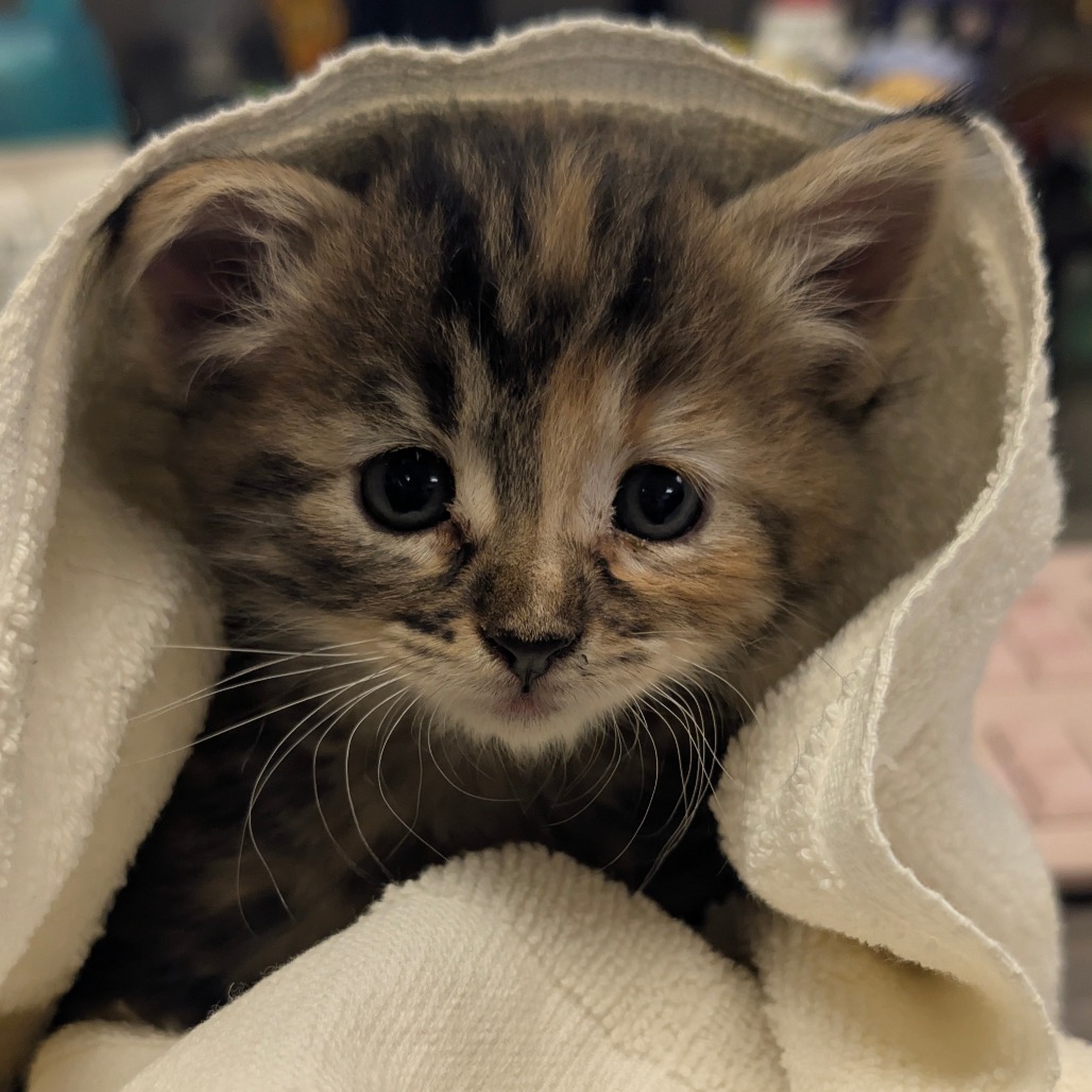 Shelter Stray Unknown Cat last seen , 4575 E Mesquite Ave, Palm Springs, CA 92264, USA