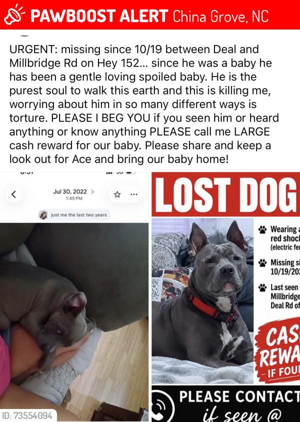 Lost Male Dog last seen Hwy 152 china grove nc, China Grove, NC 28023